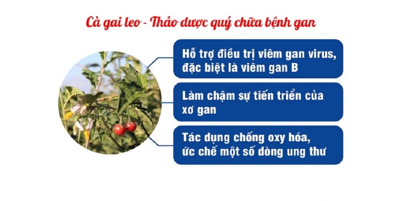 Những công dụng nổi bật của cây cà gai leo