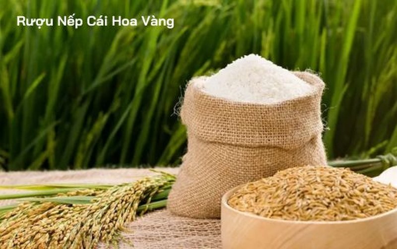 Sức hút của rượu nếp cái hoa vàng